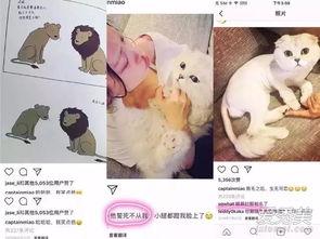 娱乐吃瓜酱虐猫博主,揭秘网络暴力背后的真相